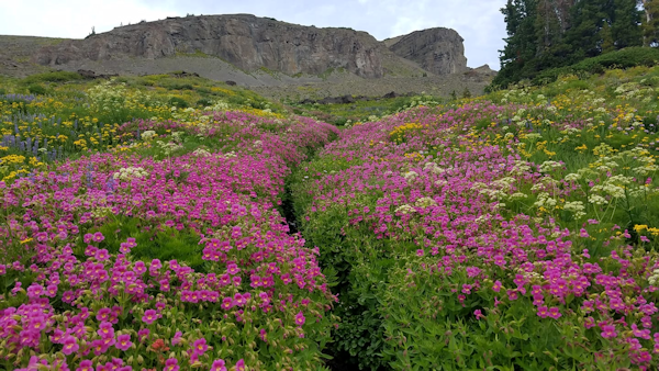 Picture of flowers from Teton Crest Trail